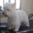 dog grooming in Hudson, MA
