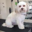 dog grooming Hudson, MA