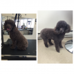 Marlborough Dog Grooming