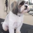 Dog grooming in Marlboro, MA
