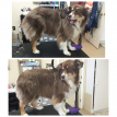 Marlborough pet grooming