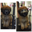 Dog grooming Marlborough