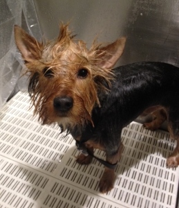 Dog grooming in Marlboro, MA