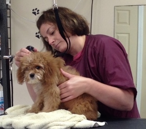 AKC Safety Certified Groomer