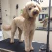 dog grooming Hudson, MA