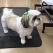 Marlborough Dog Grooming