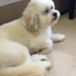 dog grooming in Hudson, MA