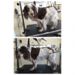 Marlborough Dog Grooming