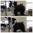 dog grooming Acton, MA