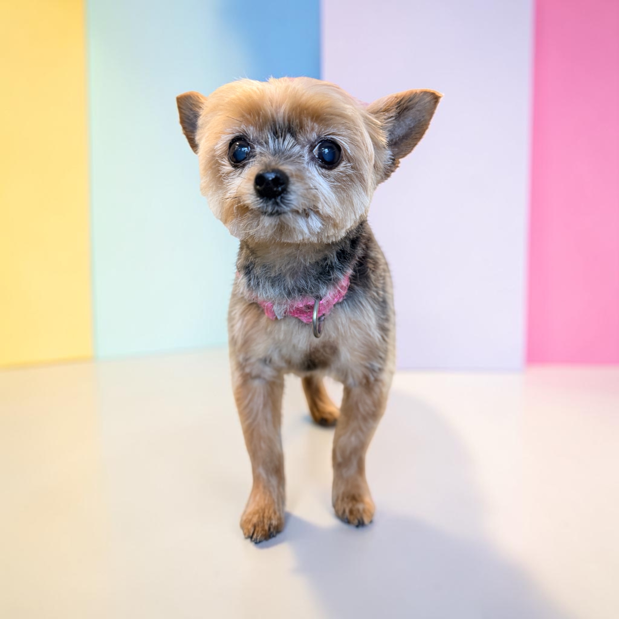 Freshly groomed dog at Canine Clips Salon