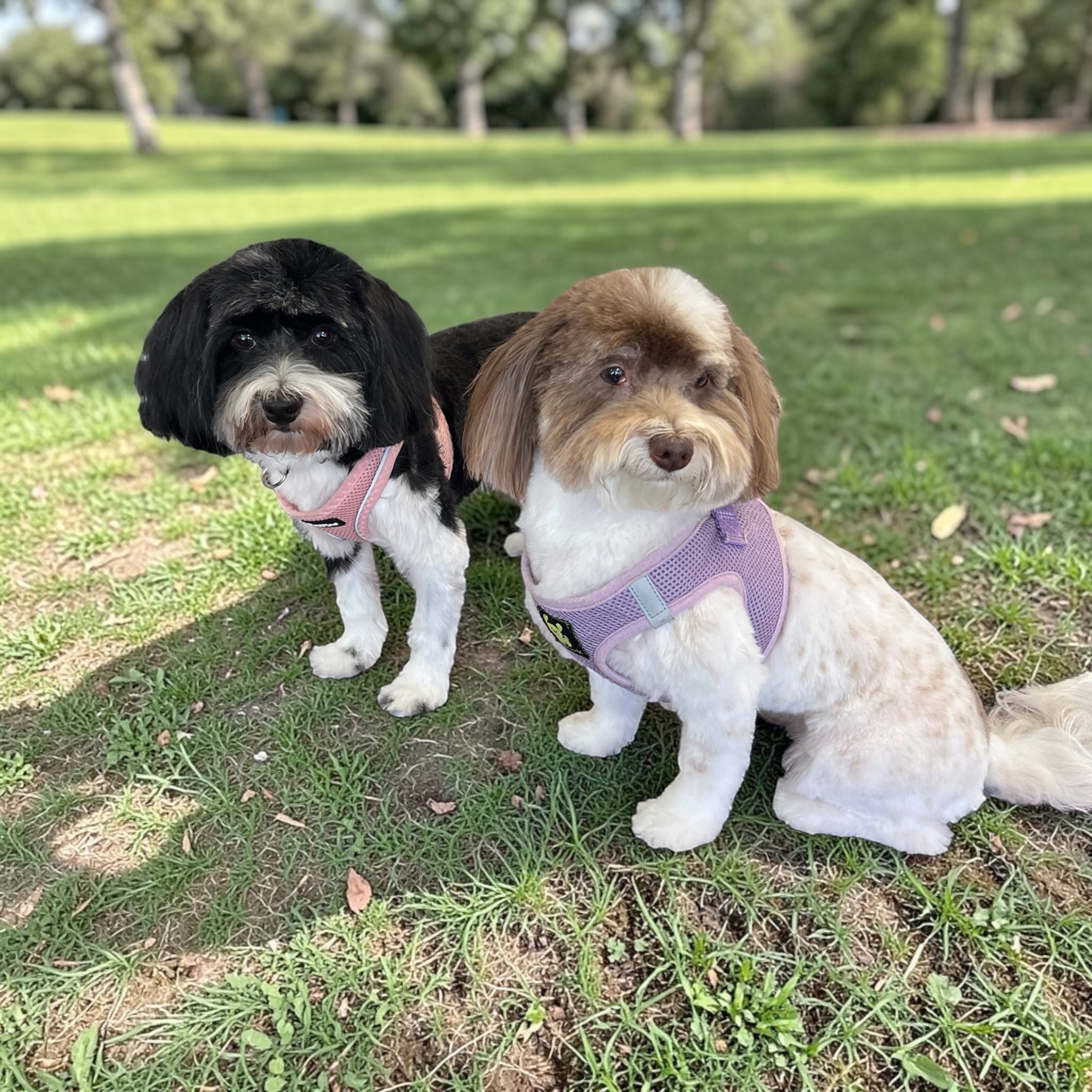 Freshly groomed dog at Canine Clips Salon