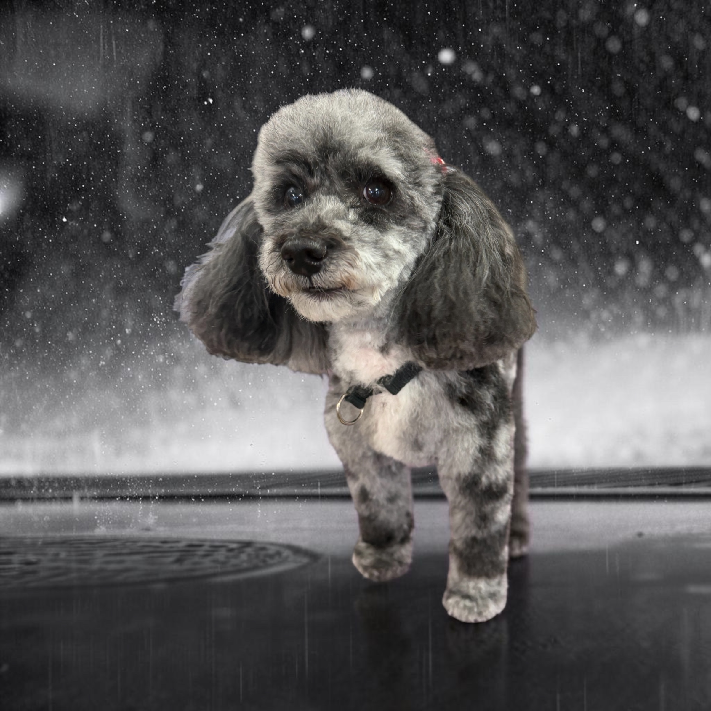 Freshly groomed dog at Canine Clips Salon